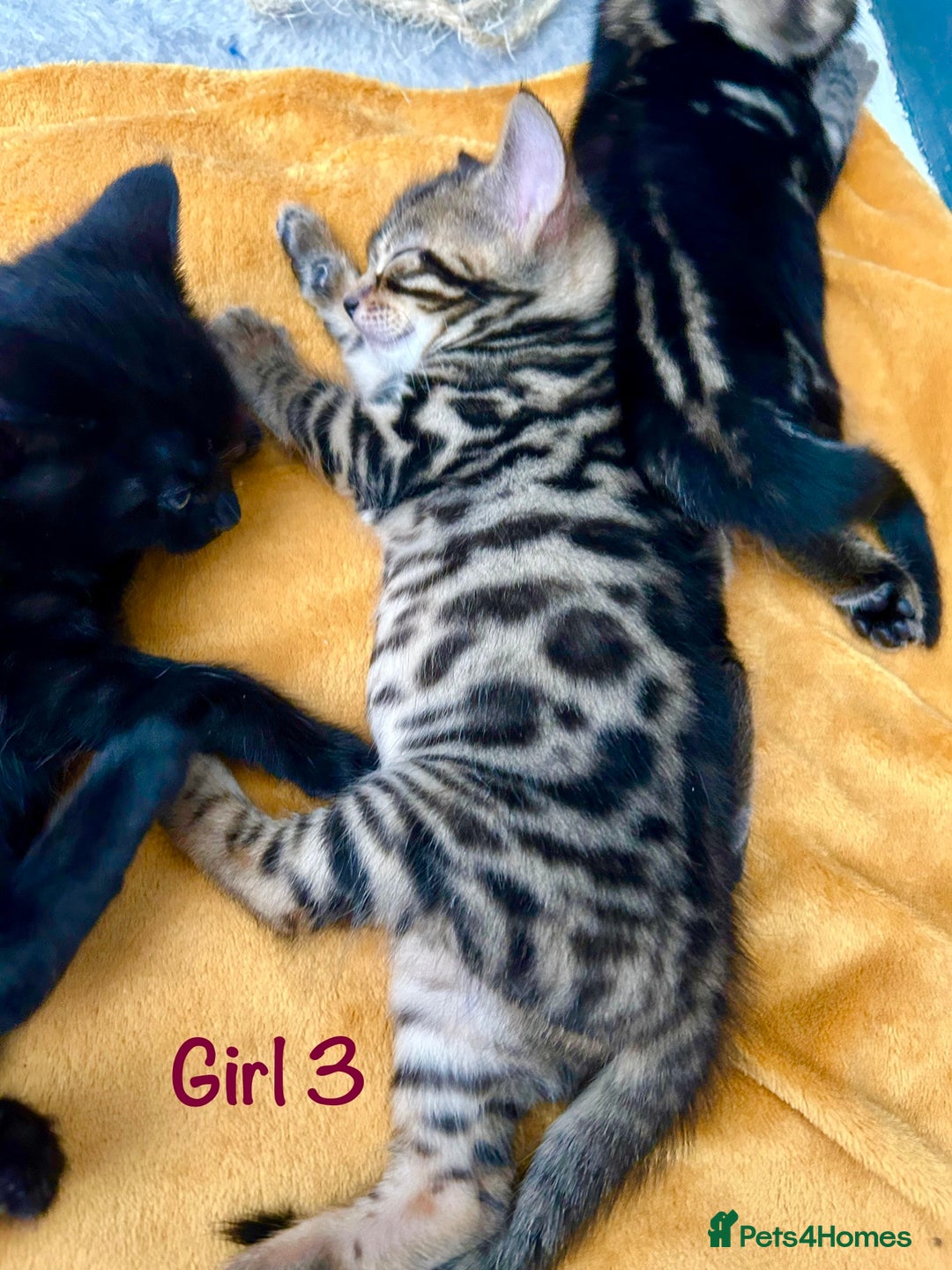 Bengal cats for sale: 3/4 Bengal - cross kittens  - Image 15