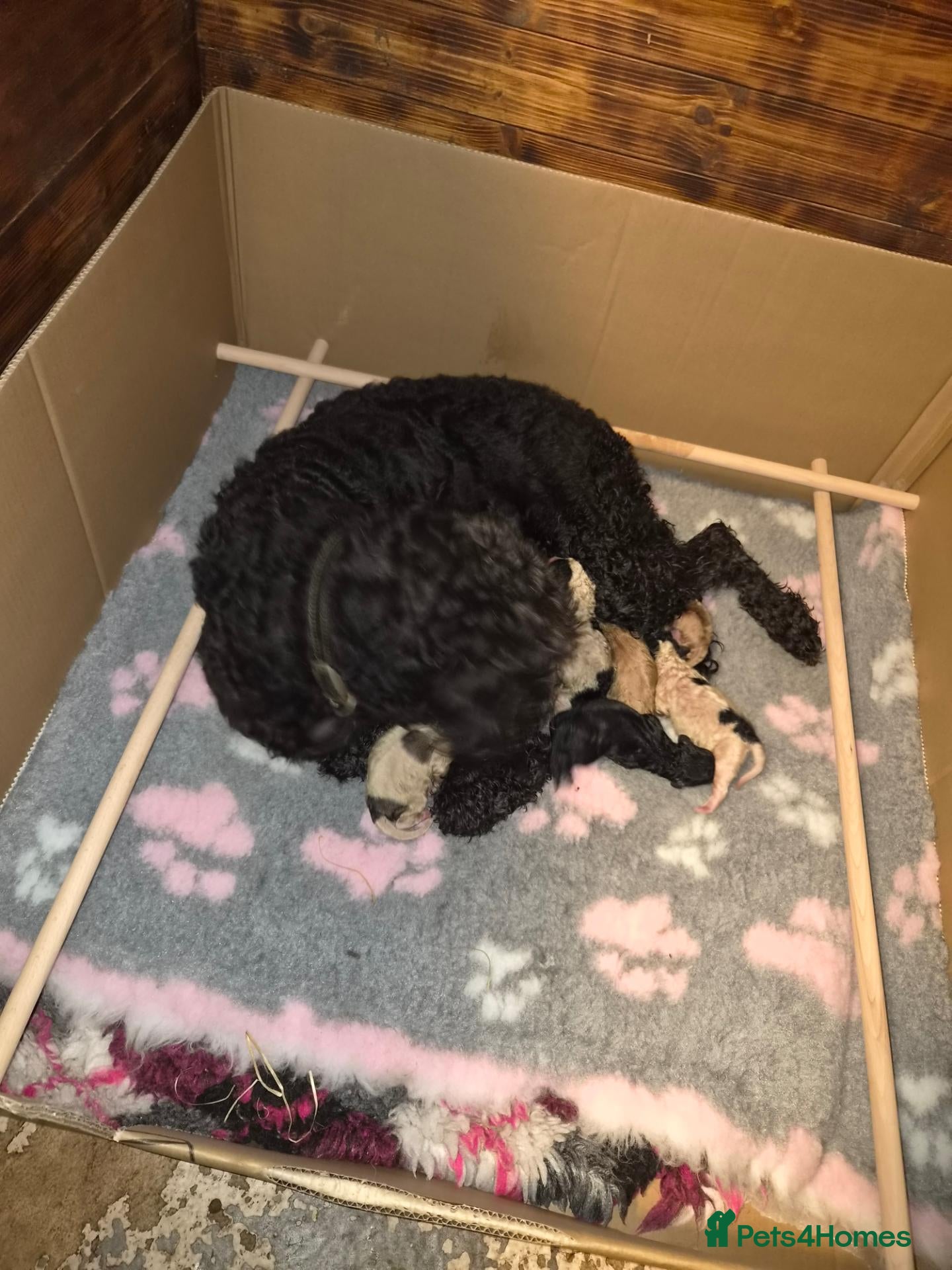 Saint Berdoodle dogs Mini Saint Bernadoodles  - Advert 1