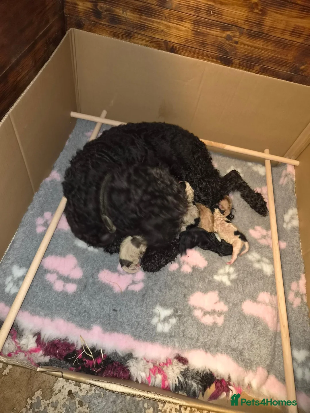 Saint Berdoodle dogs for sale: Mini Saint Bernadoodles  - Advert 1