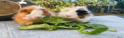 Guinea Pig rodents for sale: Bonded teddy x Abyssinian males - Advert 1