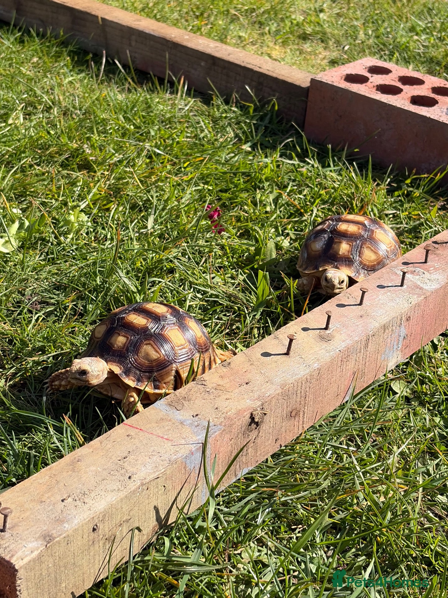 Tortoise reptiles 2 Sulcata Tortoises for sale  - Advert 1