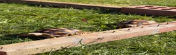 Tortoise reptiles for sale: 2 Sulcata Tortoises for sale  - Advert 1