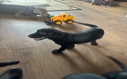 Labrador Retriever dogs for sale: Happy and playful Black Lab Puppies - Image 3