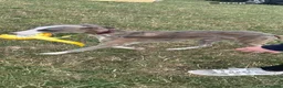 Whippet dogs for sale: Male whippet  in Nottingham - Advert 4