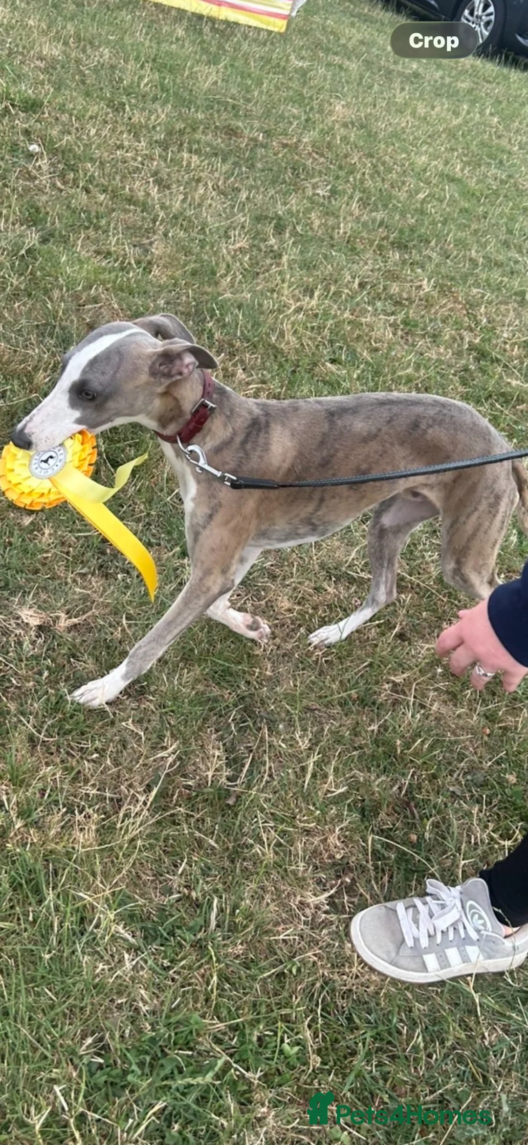 Whippet dogs for sale: Male whippet  in Nottingham - Advert 4