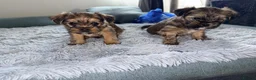 Shorkie dogs for sale: Adorable Yorkshire terrier and Shih Tzu Puppies in Romford - Advert 4