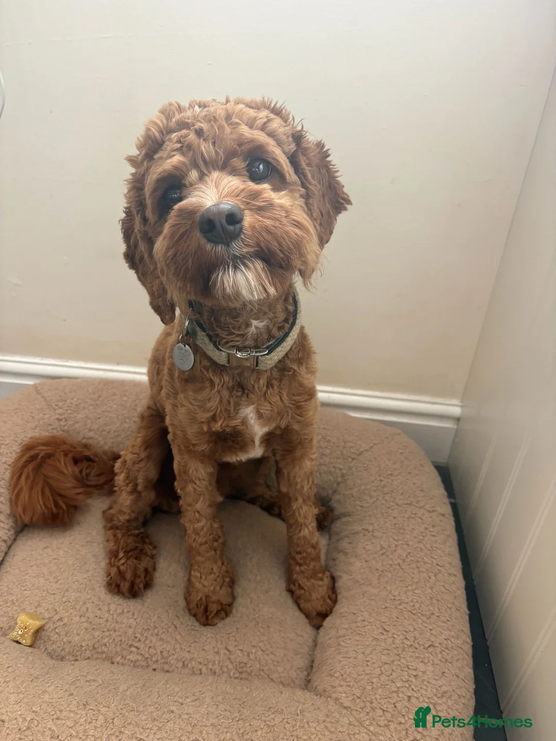 Cavapoo dogs for sale: Beautiful Cavapoo – Looking for a Loving Home - Advert 2