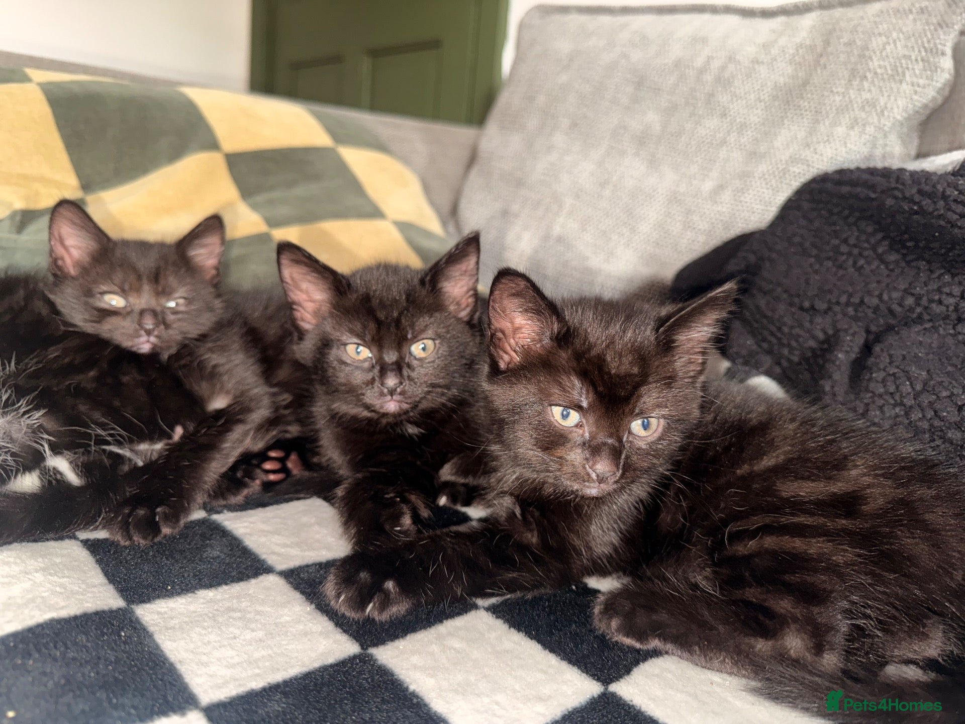 Mixed Breed cats 3 girl kittens for sale  - Advert 2