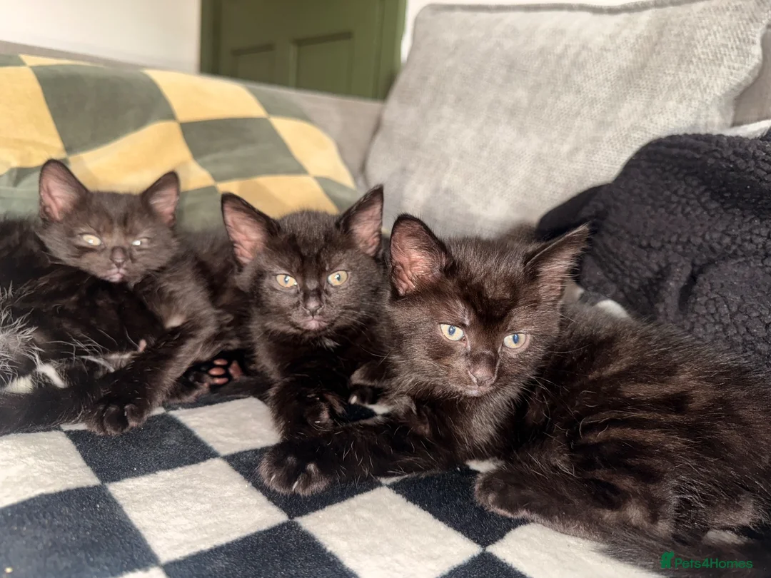 Mixed Breed cats for sale: 3 girl kittens for sale  in Stockport - Advert 1
