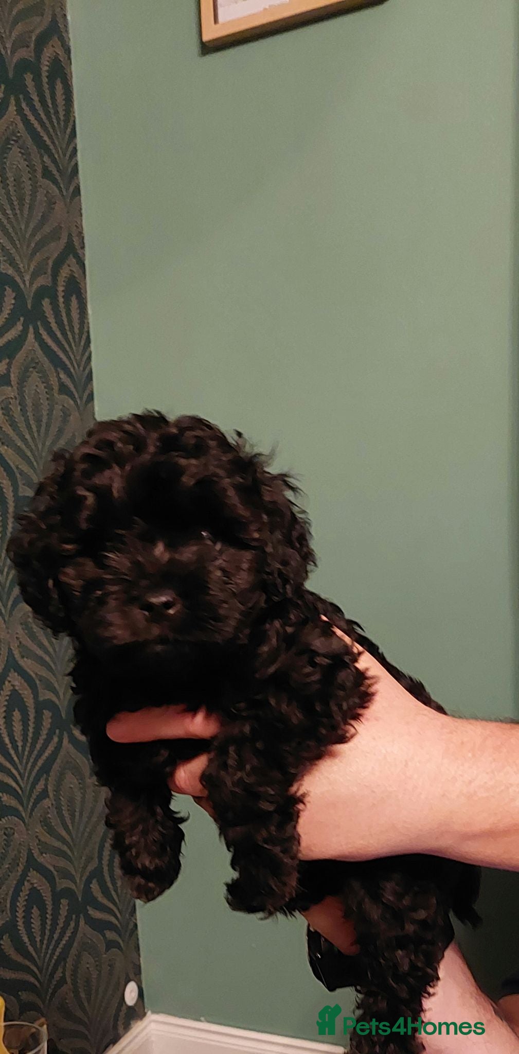 Cavapoo dogs Poodle cross male puppy - Advert 1