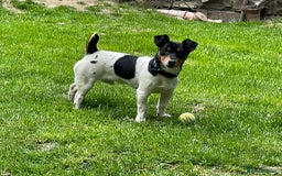 Jack Russell dogs for sale: Adorable Miniature  Jack Russell Pups For Sale - Advert 13