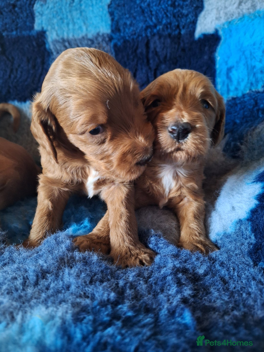Cockapoo dogs for sale: Cockerpoo Puppies – Standard Size Red Boys Only - Image 10