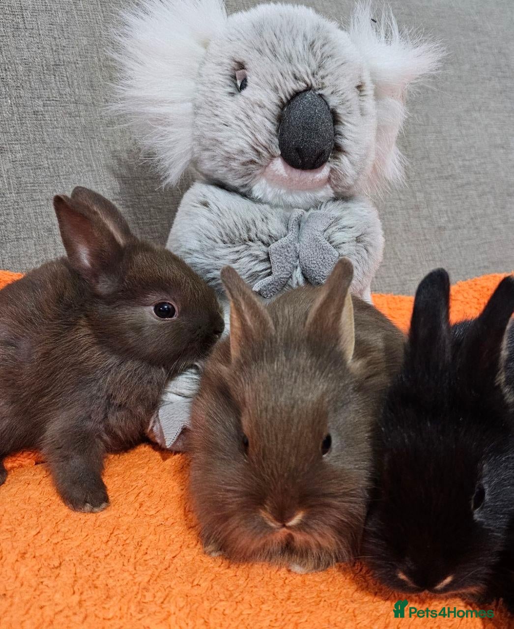 Mixed Breed rabbits Adorable Bunnies for Sale! - Advert 2