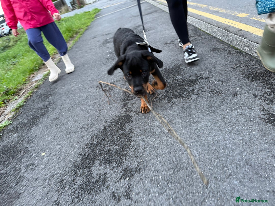 Rottweiler dogs for sale: Ace rottweiler - Advert 3