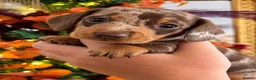 Miniature Dachshund dogs for sale: 🐾 Beautiful KC mini dachshund pups ready 9/11 🐾 - Advert 16