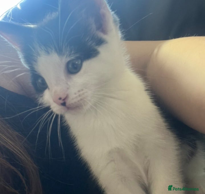 Mixed Breed cats Black and white kittens 9 weeks old  - Advert 13