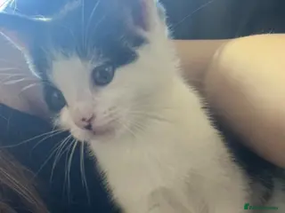 Mixed Breed cats Black and white kittens 9 weeks old - Advert 13