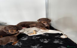 Miniature Dachshund dogs for sale: Miniature Dachsund puppies (licensed breeder) - Image 5