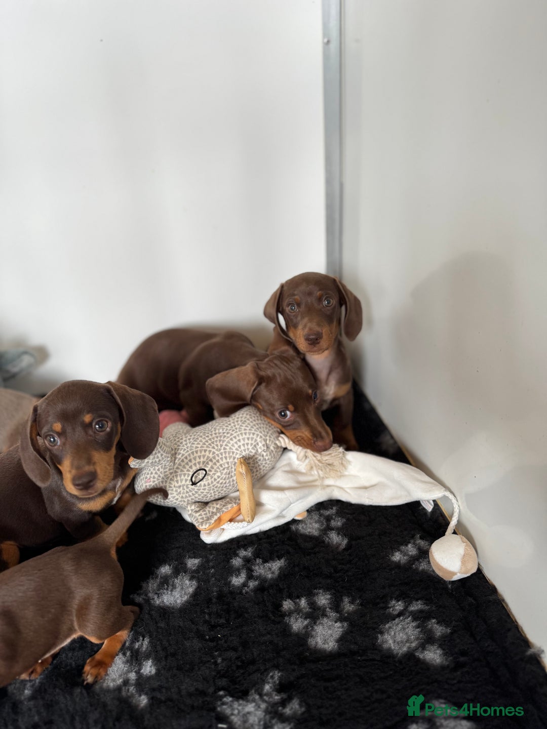 Miniature Dachshund dogs for sale: Miniature Dachsund puppies (licensed breeder) - Image 5