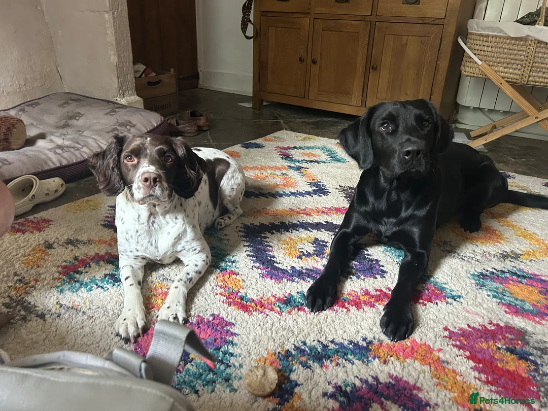 Springador dogs for stud: Homebred Proven Springador stud  - Advert 5