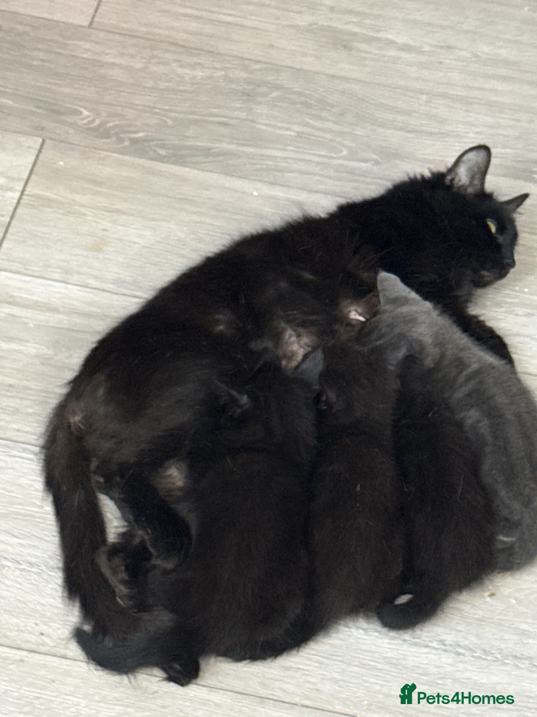 Mixed Breed cats for sale: Chunky fluffy kittens - Advert 6