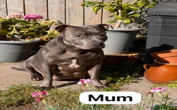 Staffordshire Bull Terrier dogs for sale:   Champion-KC.Reg.Blue Staffordshire Bull Terrier  - Image 3