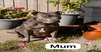 Staffordshire Bull Terrier dogs - Advert 5