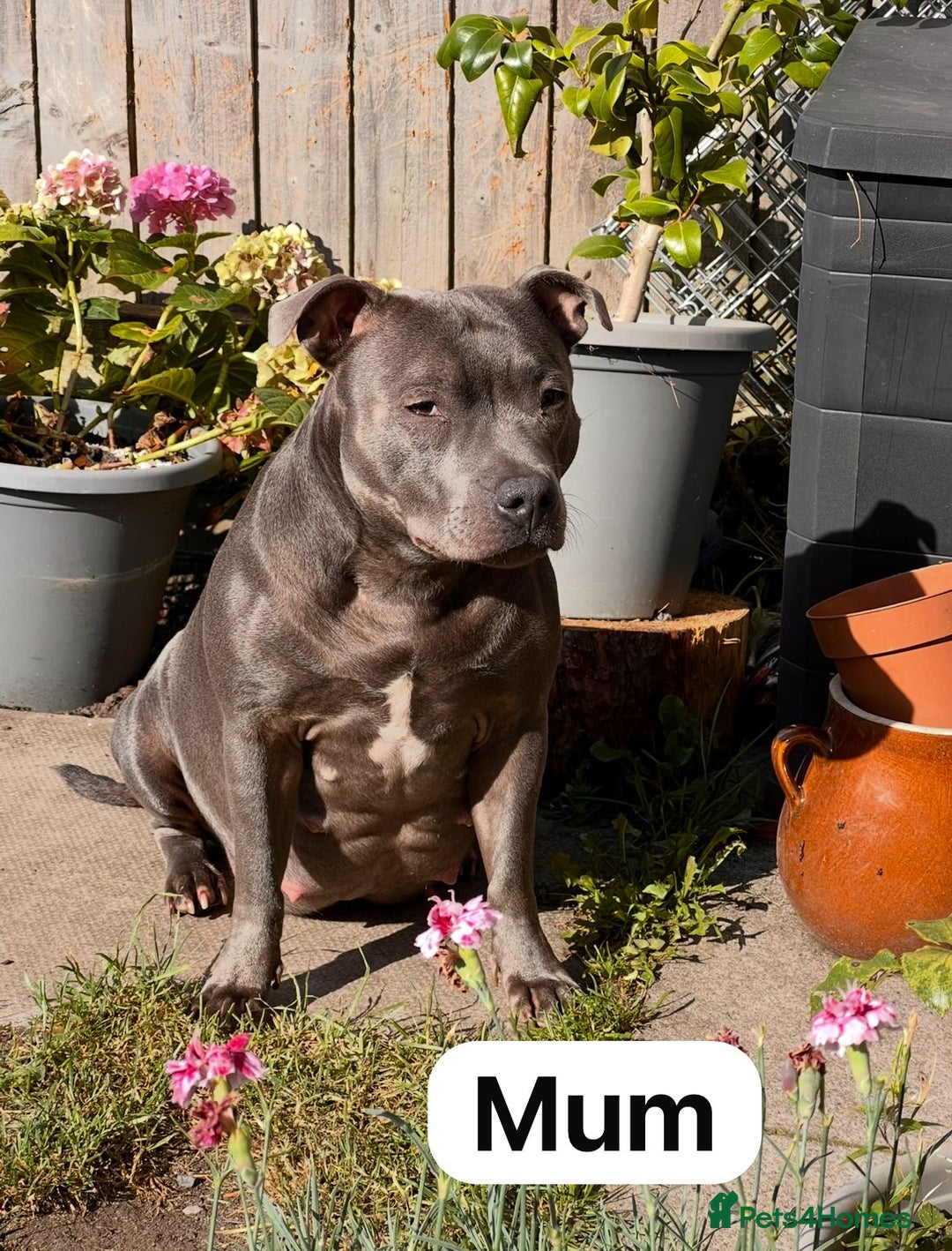Staffordshire Bull Terrier dogs for sale:   Champion-KC.Reg.Blue Staffordshire Bull Terrier  - Image 3