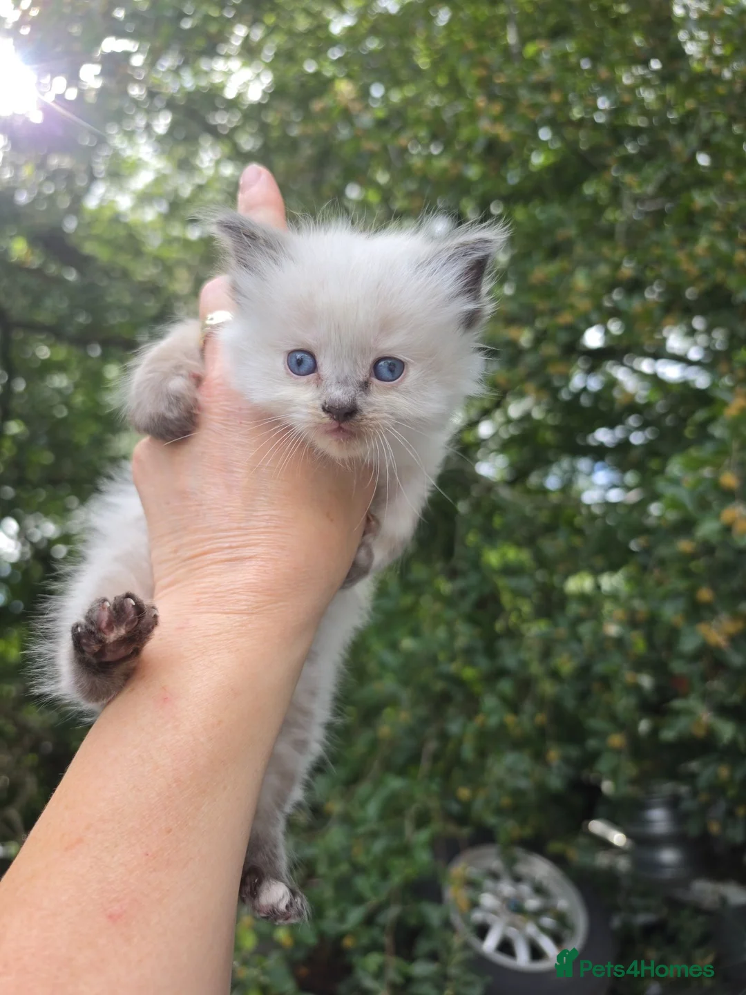 Ragdoll cats for sale: Ragdoll kittens  - Advert 6