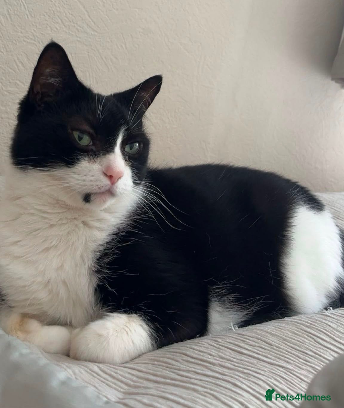 British Shorthair cats Princess - 9 year old cat looking for a new home. - Advert 2