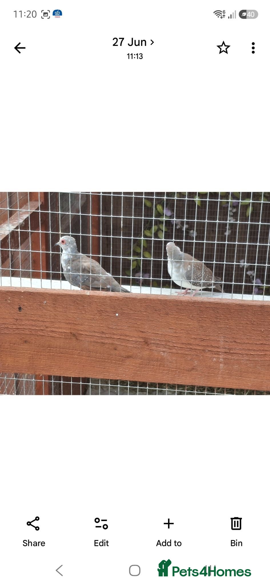 Doves birds Four baby Pied Diamond Doves. - Advert 19