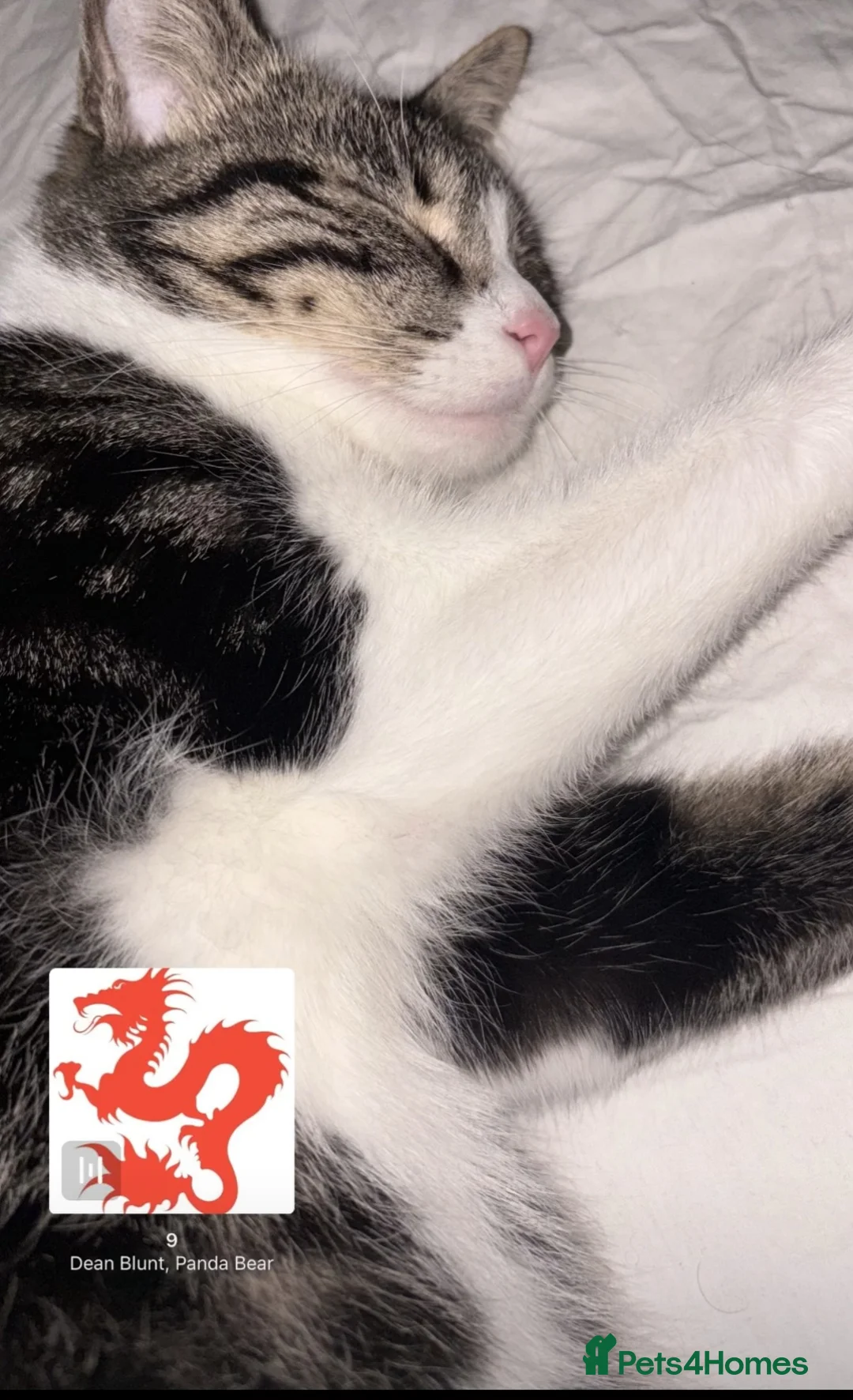 Turkish Angora cats for sale: Turkish Agonda kittens in Maidenhead - Advert 18