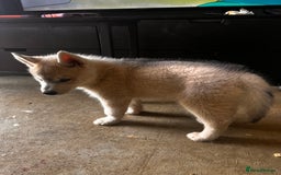 Siberian Husky dogs for sale: 1 male husky puppy white  - Image 4