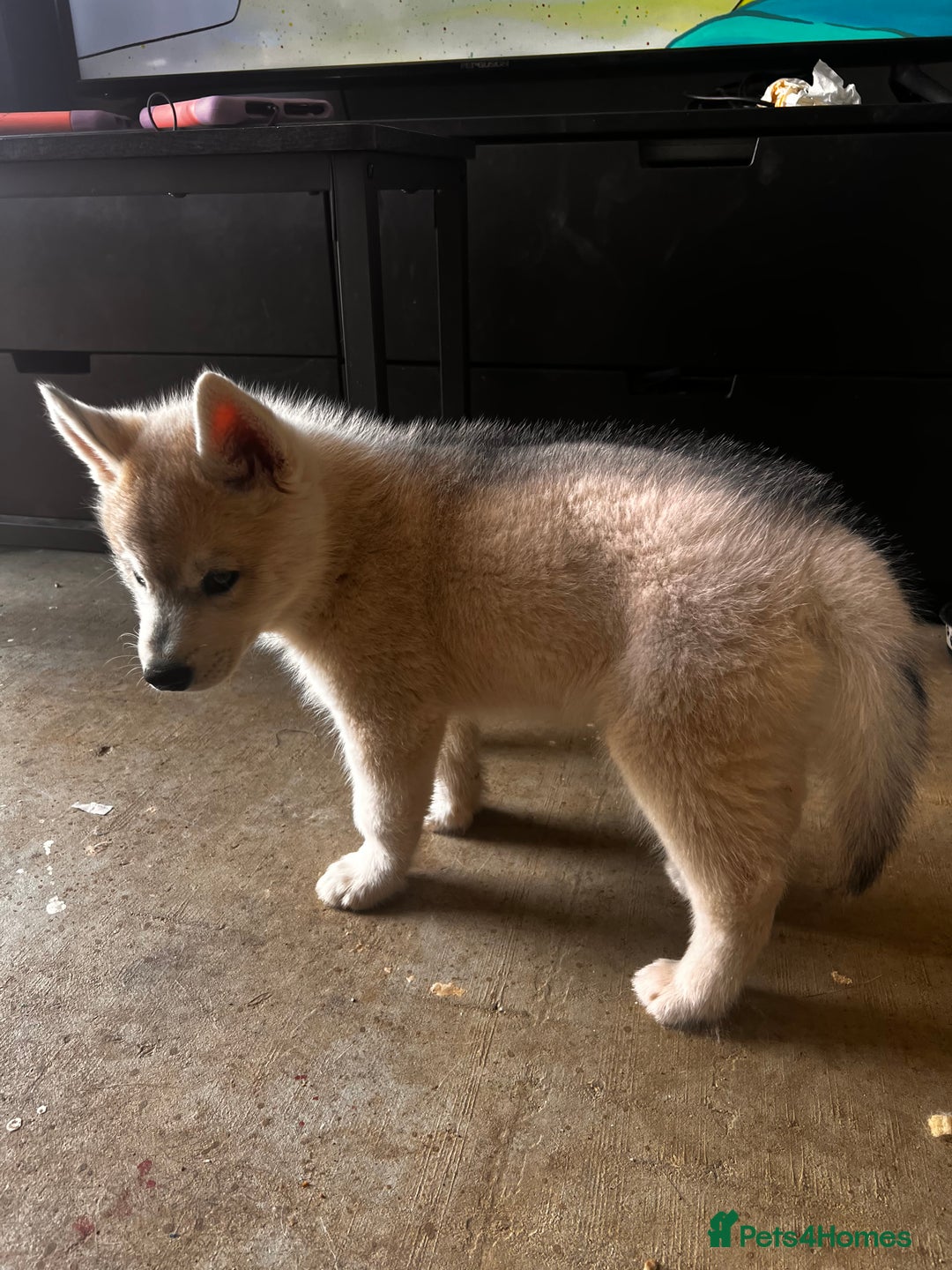 Siberian Husky dogs for sale: 1 male husky puppy white  - Image 4
