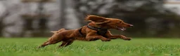 Cockapoo dogs for stud: Male Red Cockapoo Stud in Coventry - Advert 15