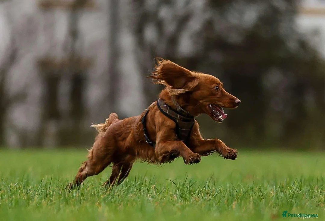 Cockapoo dogs for stud: Male Red Cockapoo Stud in Coventry - Advert 15