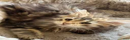 Siberian cats for sale: TICA registered traditional siberian - Advert 3