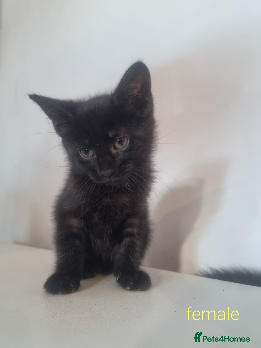 Maine Coon cats for sale: 4 adorable 😍 Mainecoon girls - Advert 10