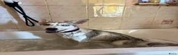Mixed Breed dogs for adoption: Aisha - Norwich Norfolk  - Advert 12