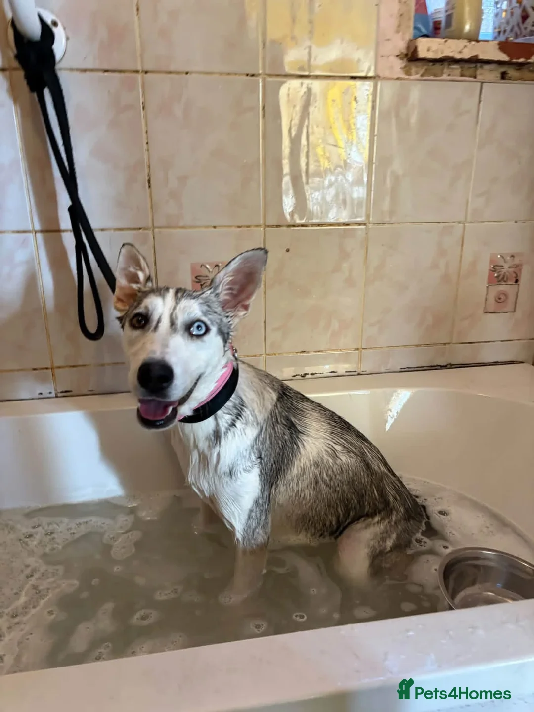 Mixed Breed dogs for adoption: Aisha - Norwich Norfolk  - Advert 12