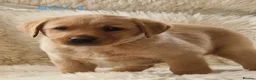 Labrador Retriever dogs for sale: 🐕🐕 6 adorable old English Labrador puppys 🐕🐕 - Advert 8