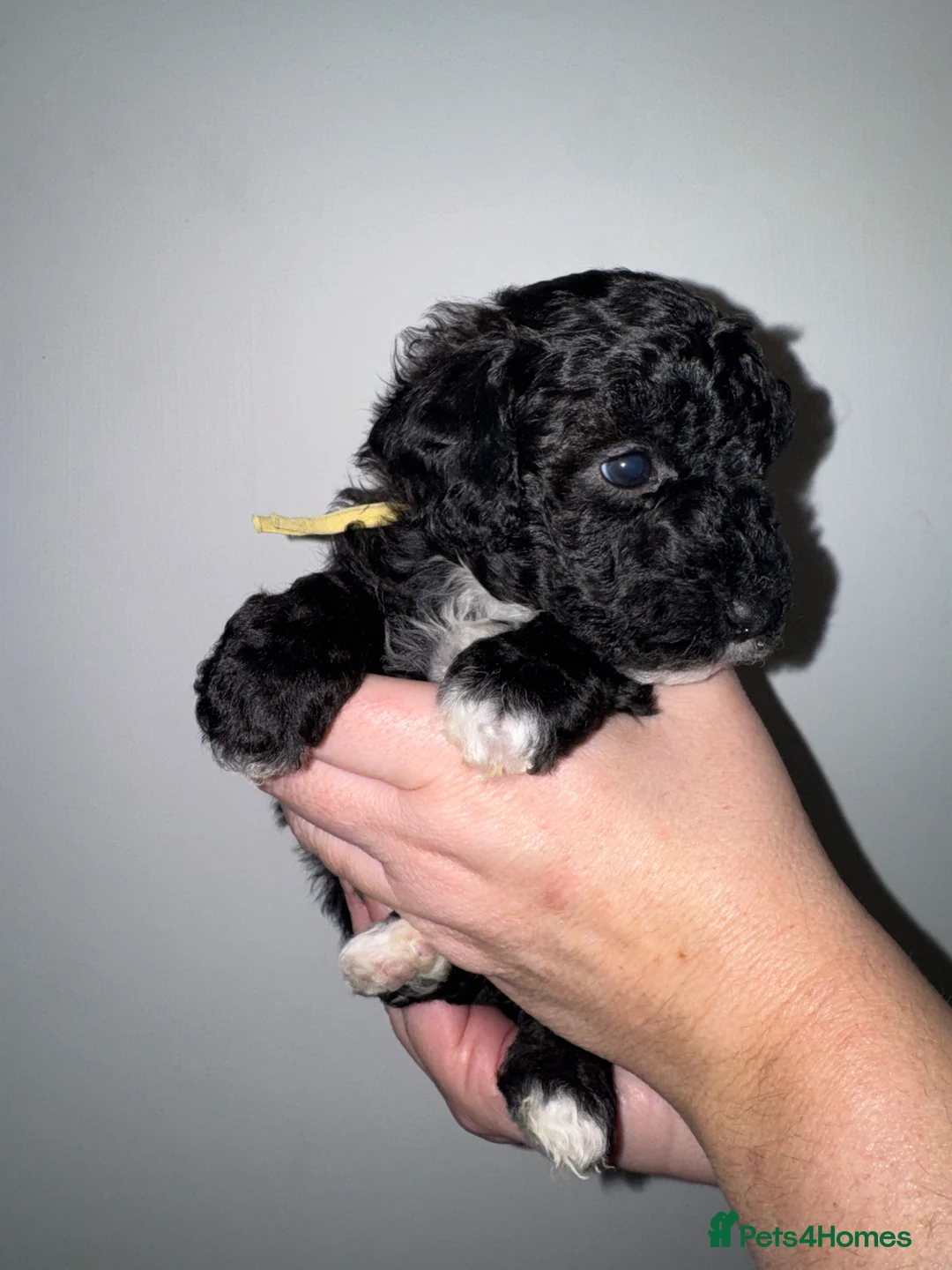 Poochon dogs for sale: Stunning F1 Poochon Puppies - Advert 2