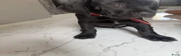 Cane Corso dogs for sale: Beautiful cane corso pups available  - Advert 12