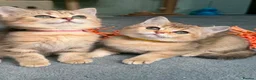 British Shorthair cats for sale: 4 Gorgeous British Shorthair TICA kittens - Advert 17
