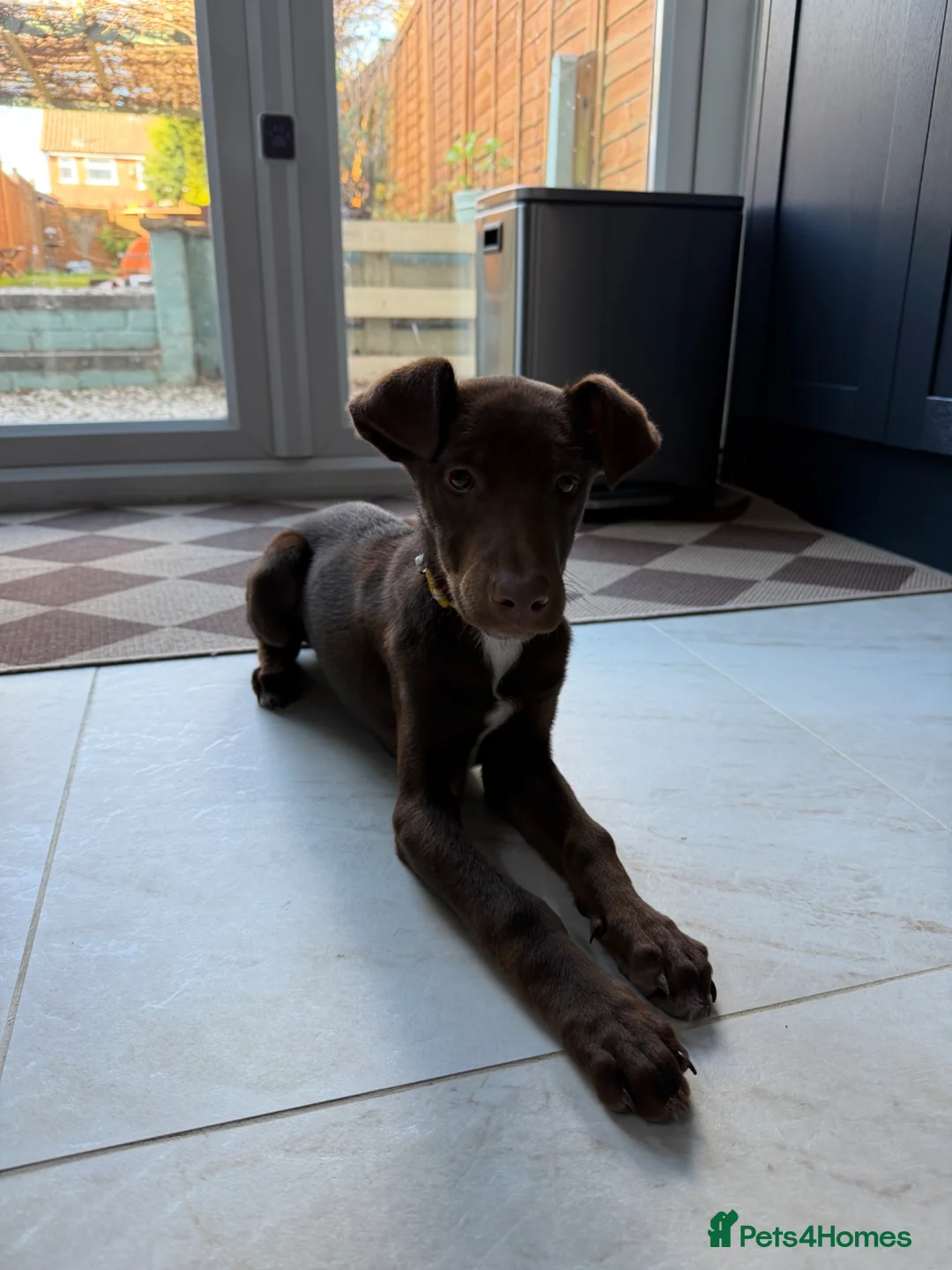 Mixed Breed dogs for sale: Doberman collie cross female  - Advert 2