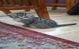 Scottish Fold cats for sale: Scottish fold/straight kittens  - Image 1