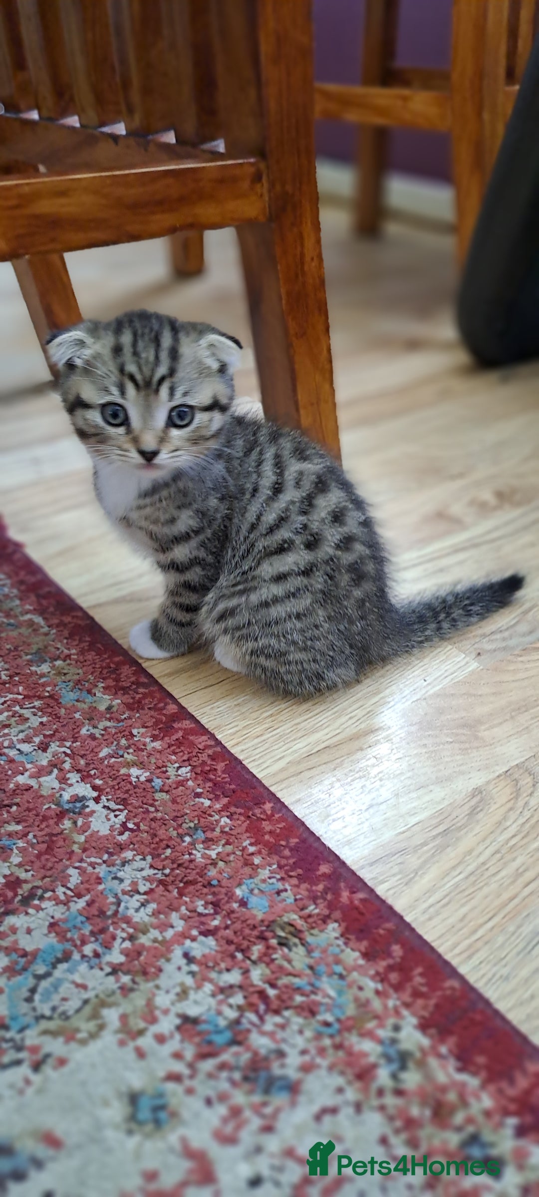 Scottish Fold cats for sale: Scottish fold/straight kittens  - Image 1