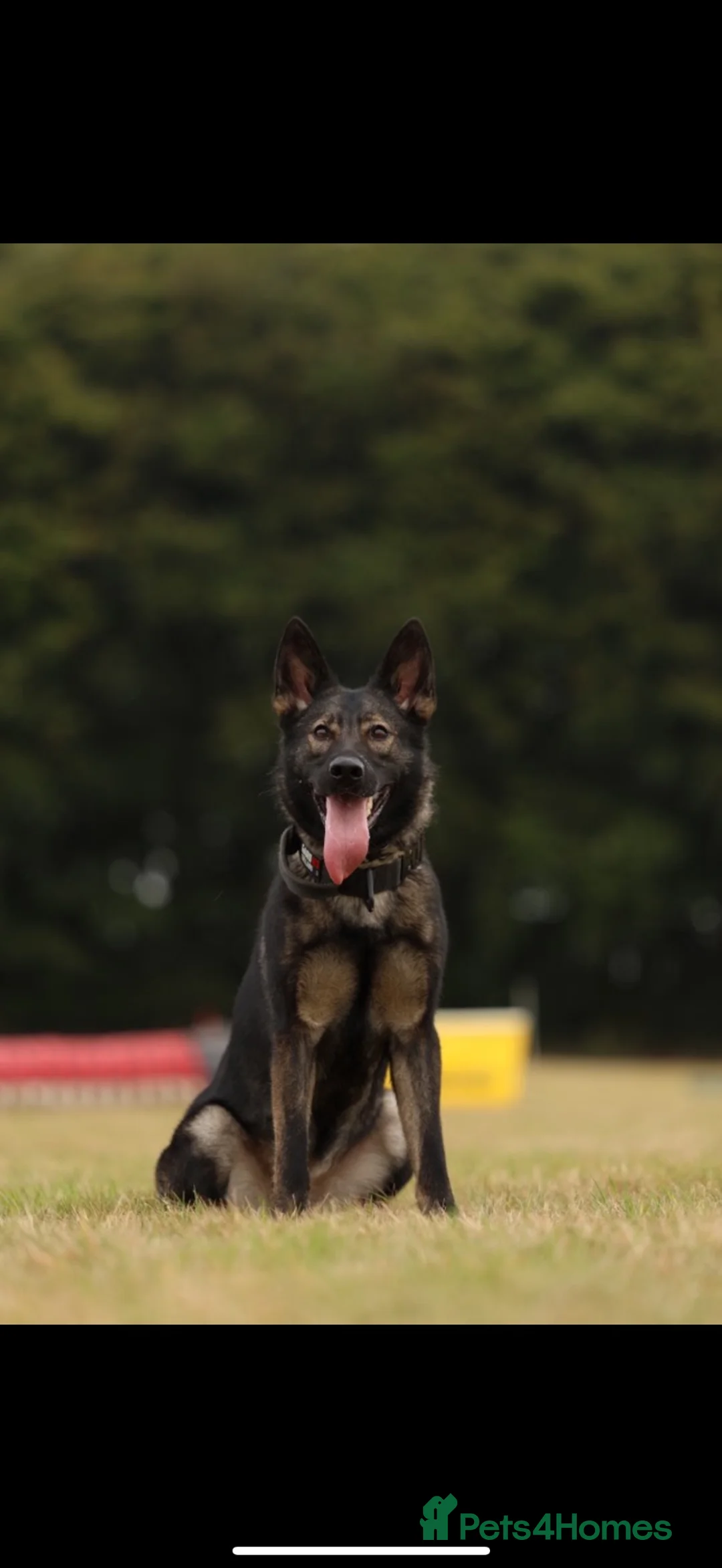 German Shepherd dogs for sale: ⚠️Working Line German Shepherds - Advert 14