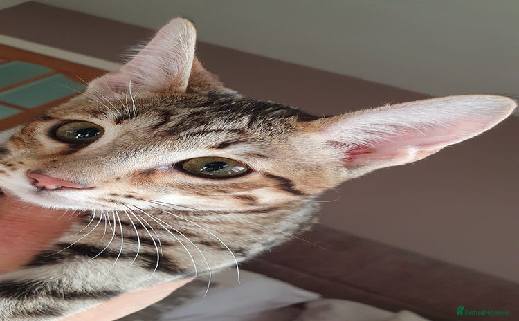 Savannah cats - Advert 1