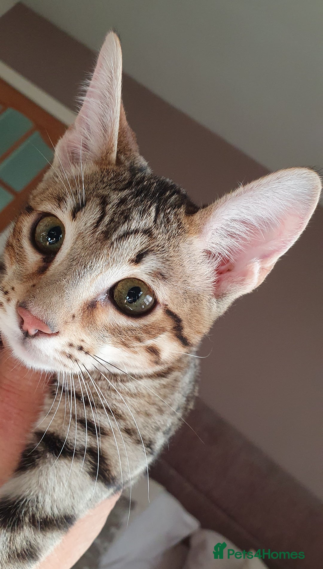 Savannah cats for sale: Fabulous F5 SBT Savannah Kittens! REDUCED! - Image 1